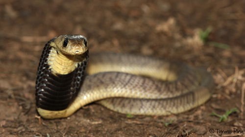 Image of Snouted Cobra