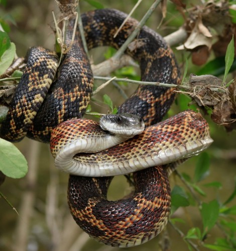 Image of Western Rat Snake