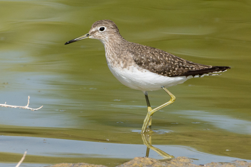 Image of Solitary Sandpiper