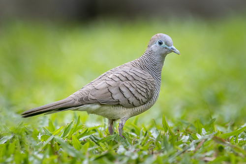Image of Zebra Dove