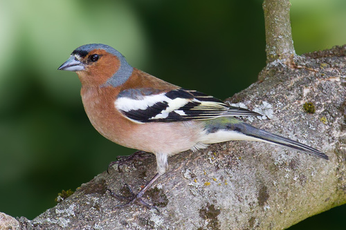 Image of Chaffinch