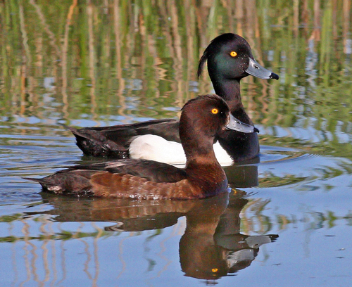 Image of Tufted Duck