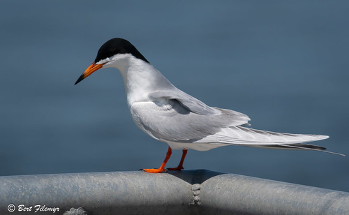 Image of Forster's Tern