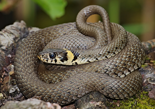 Image of Grass Snake