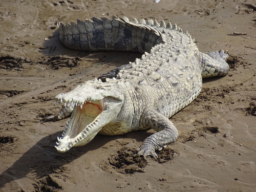 Image of American Crocodile