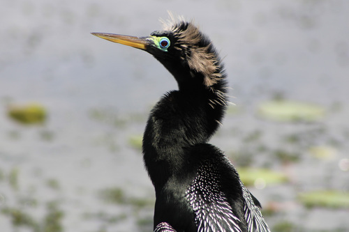 Image of Anhinga