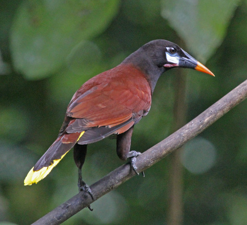 Image of Montezuma Oropendola