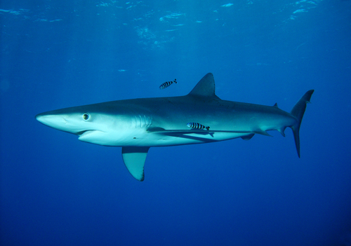 Image of Blue Shark