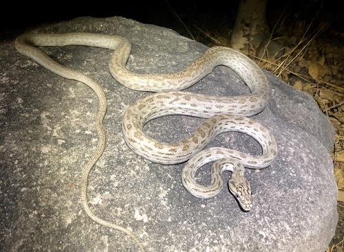 Image of Oenpelli python