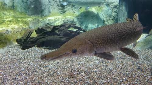 Image of Alligator Gar