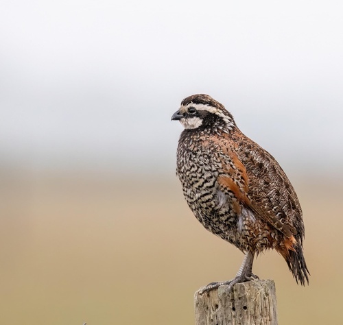 Image of Northern Bobwhite