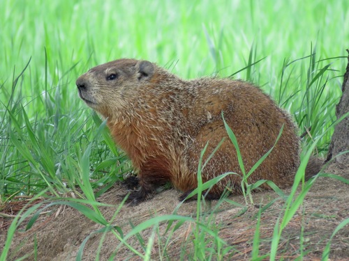 Image of Groundhog