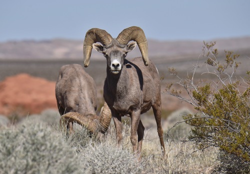 Image of Bighorn Sheep