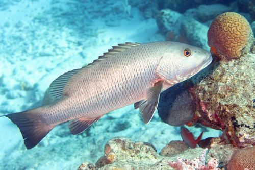 Image of Cubera Snapper