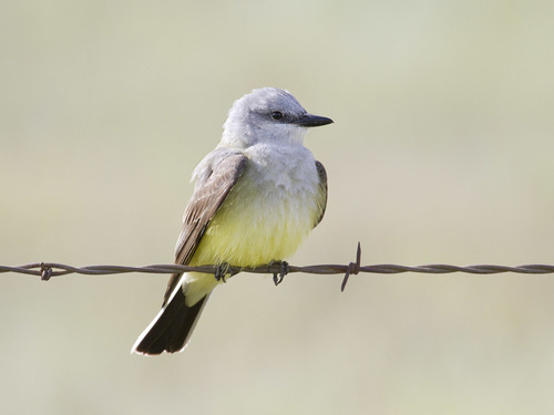 Image of Western Kingbird