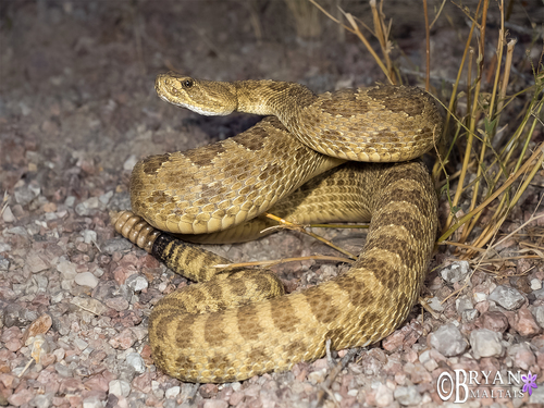 Image of Prairie Rattlesnake