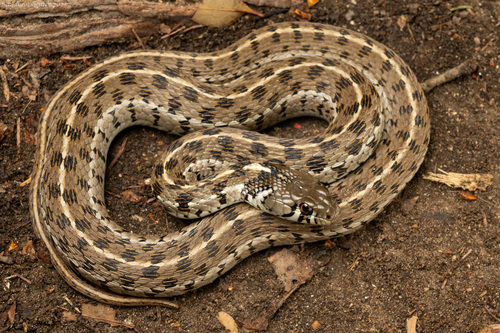 Image of Checkered Garter Snake