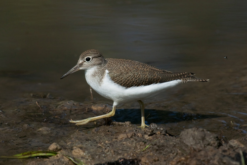 Image of Common Sandpiper