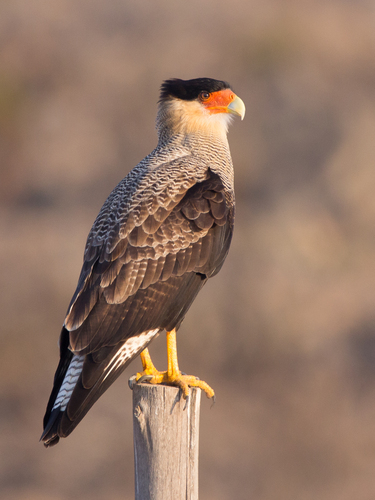 Image of Southern Caracara