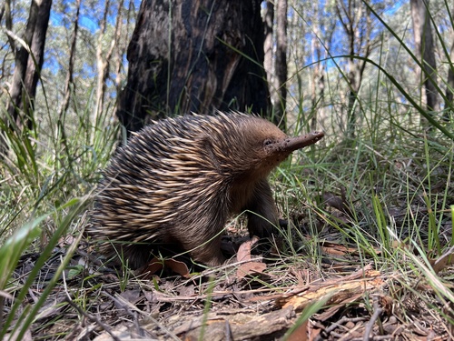 Image of Short-beaked Echidna