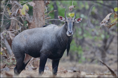 Image of Nilgai