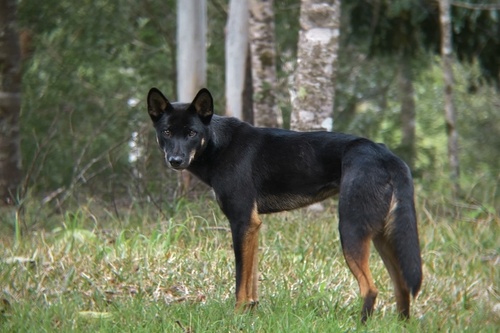 Image of Domestic Dog