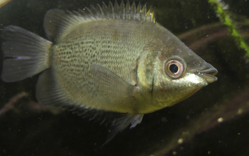 Image of Kissing Gourami