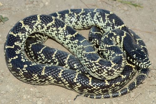 Image of Desert Kingsnake