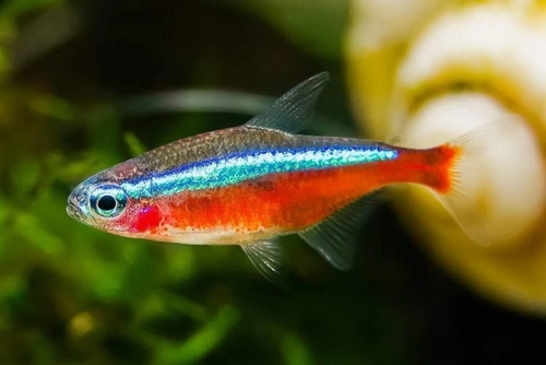 Image of Cardinal Tetra