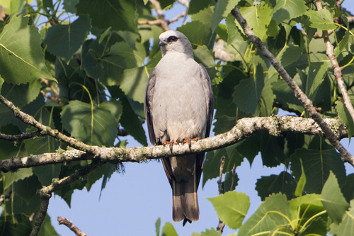 Image of Mississippi Kite