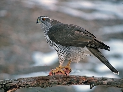 Image of Northern Goshawk