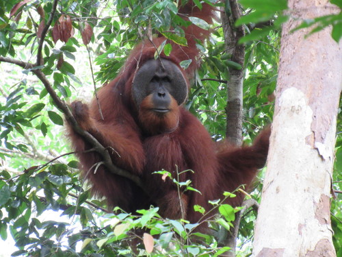 Image of Sumatran Orangutan