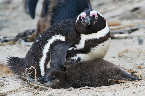 Image of African Penguin