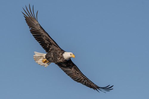 Image of Bald Eagle