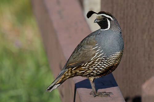 Image of California Quail