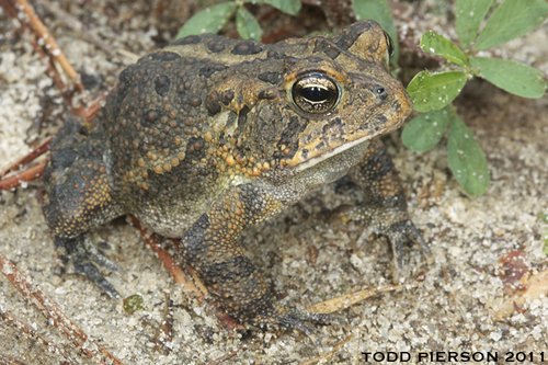 Image of Southern Toad