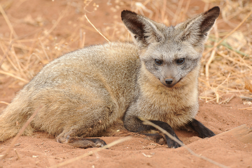 Image of Bat-eared Fox