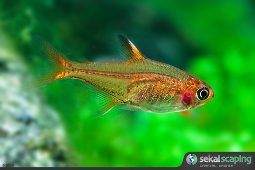 Image of Ember Tetra