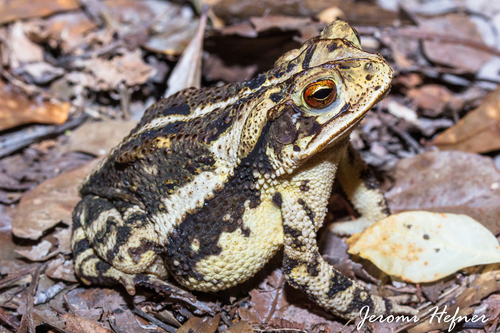 Image of Gulf Coast Toad