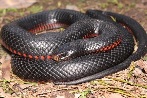 Image of Red-bellied Black Snake