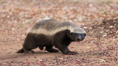 Image of Honey Badger