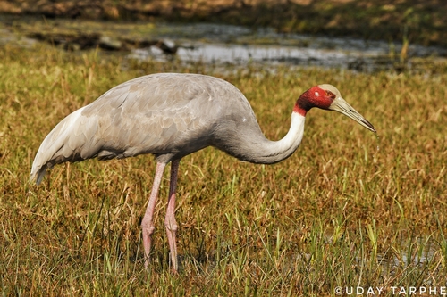 Image of Sarus Crane