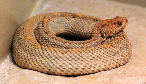 Image of Aruba Island rattlesnake