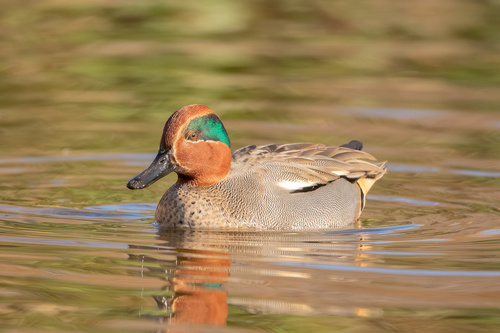 Image of Common Teal