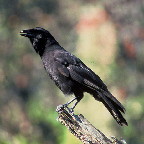 Image of Hawaiian Crow