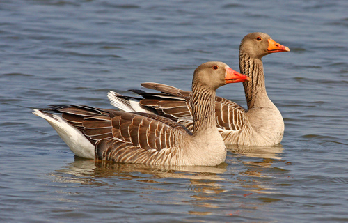 Image of Greylag Goose