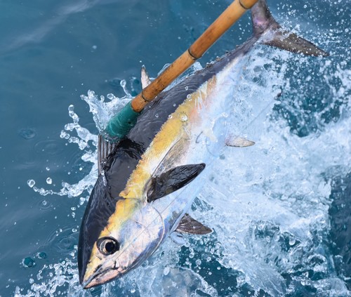 Image of Blackfin Tuna