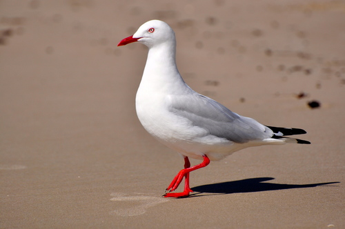 Image of Silver Gull