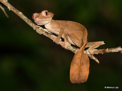 Image of Satanic Leaf-Tailed Gecko