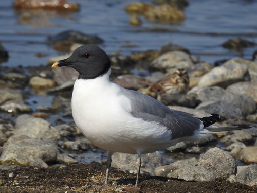 Image of Sabine's Gull